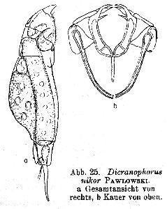 Donner, J (1951): Zoologische Jahrbücher, Abteilung für Systematik, Geographie und Biologie der Tiere 79 p.636, fig.25